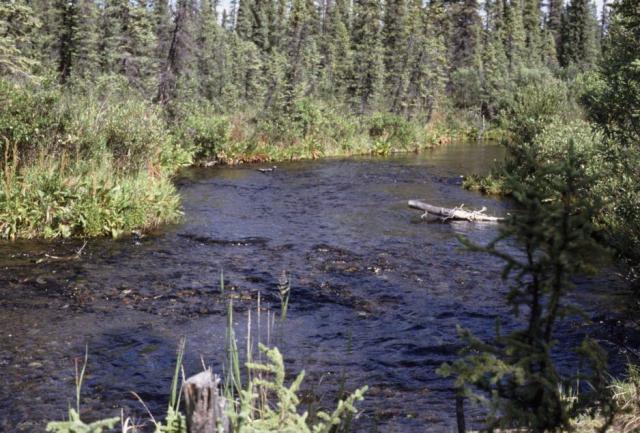 mosquitohabitat