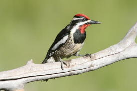 Click here for birds, birds, and more birds