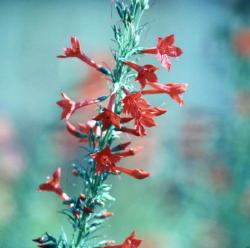 10 - Scarlet Gilia (Idaho)