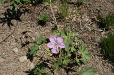 16 - Sticky Geranium (Idaho)