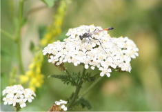 15 - Yarrow (Idaho)