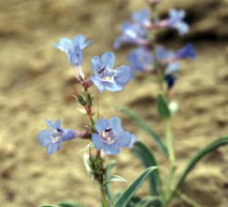 18 - Penstamen (Wyoming)