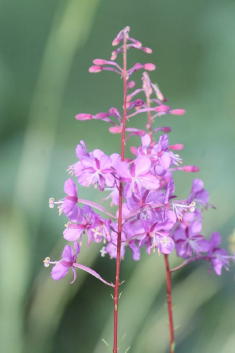23 - Fireweed (Idaho)
