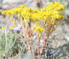 26 - Stonecrop (Idaho)