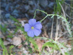 25 - Wild Flax (Idaho)