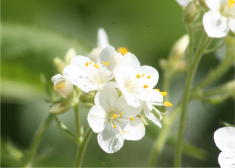28 - Leafy Jacobs Ladder (Utah)