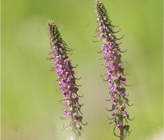 29 - Elephanthead (Utah)