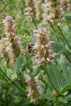 31 - Horse Mint (Idaho)
