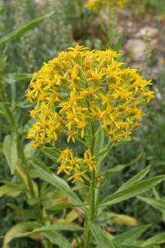 32 - Goldenrod (Idaho)
