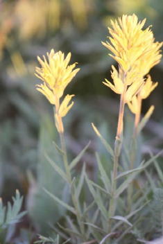 33 - Crist's Indian Paintbrush (Mt. Harrison, Idaho)