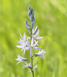 35 - Camas Lily (Idaho)