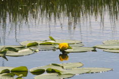 36 - Golden Pond Lily (Idaho)