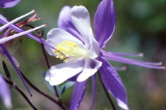 3 - Colorado Columbine (Colorado)