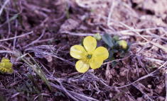 4 - Sagebrush Buttercup (Idaho)