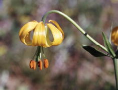 6 - Woods Lily (Washington)