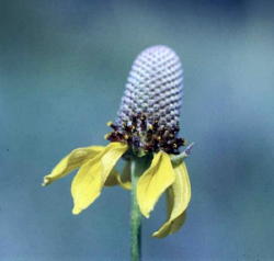 7 - Mexican Hat Coneflower (Montana)