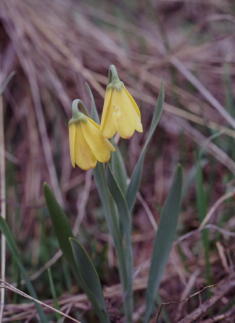 8 - Yellowbell (Idaho)