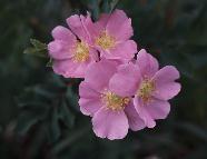 5 - Wild Rose (Home)