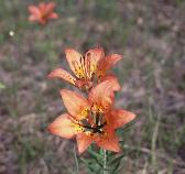 9 - Tiger Lily (Ontario)