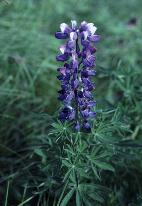 11 - Lupine (Alaska)