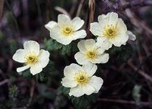 12 - Globe Flower (Montana)