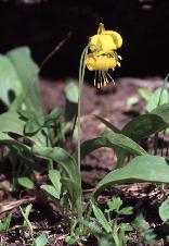 20 - Glacial Lilly (Colorado)