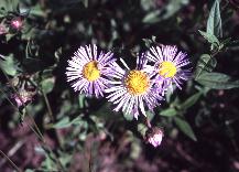 21 - Fleabane (Colorado)