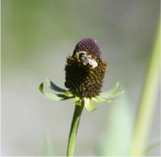 22 - Western Coneflower (Utah)