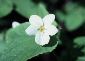 Click here for more flower pictures!