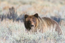 More Mammals found here!